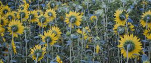 Preview wallpaper sunflowers, flowers, field, sky, tree