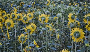 Preview wallpaper sunflowers, flowers, field, sky, tree