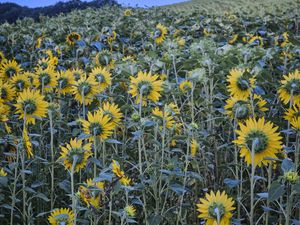 Preview wallpaper sunflowers, flowers, field, sky, tree