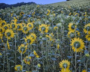 Preview wallpaper sunflowers, flowers, field, sky, tree