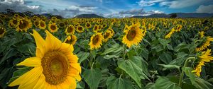 Preview wallpaper sunflowers, flowers, leaves, field