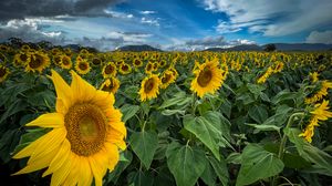 Preview wallpaper sunflowers, flowers, leaves, field