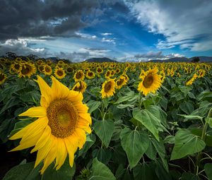 Preview wallpaper sunflowers, flowers, leaves, field