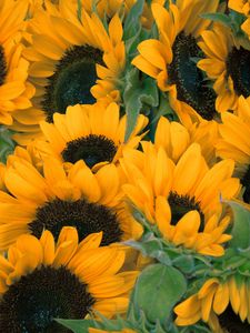 Sunflowers old mobile, cell phone, smartphone wallpapers hd, desktop  backgrounds 240x320 downloads, images and pictures