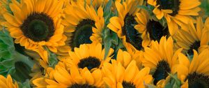 Preview wallpaper sunflowers, flowers, lots