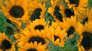 Preview wallpaper sunflowers, flowers, lots