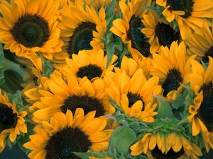 Preview wallpaper sunflowers, flowers, lots