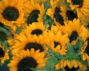 Preview wallpaper sunflowers, flowers, lots