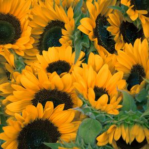 Preview wallpaper sunflowers, flowers, lots
