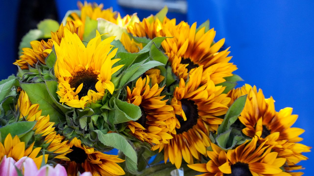 Wallpaper sunflowers, flowers, petals, bouquet, bright