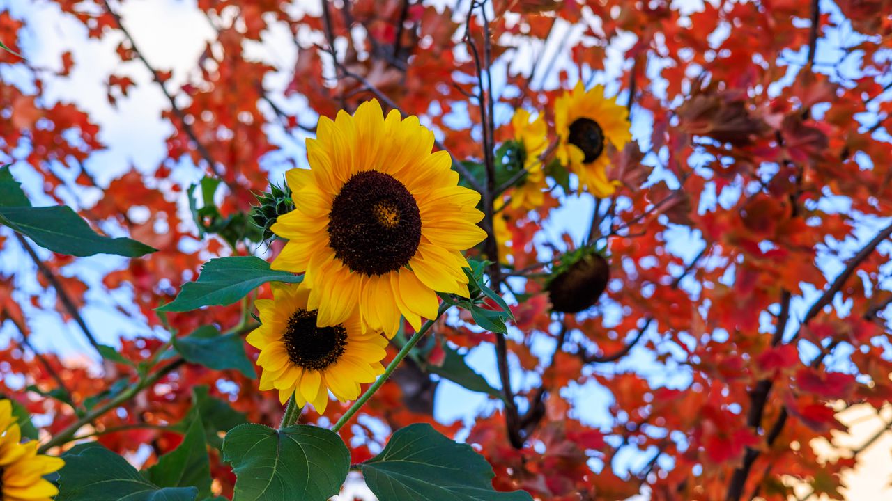 Wallpaper sunflowers, flowers, petals, leaves, blur
