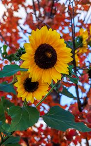 Preview wallpaper sunflowers, flowers, petals, leaves, blur