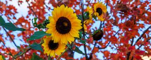 Preview wallpaper sunflowers, flowers, petals, leaves, blur