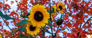 Preview wallpaper sunflowers, flowers, petals, leaves, blur