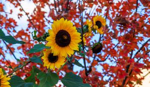 Preview wallpaper sunflowers, flowers, petals, leaves, blur