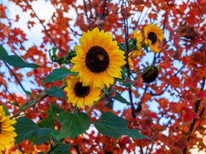 Preview wallpaper sunflowers, flowers, petals, leaves, blur