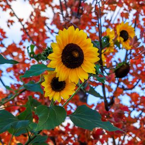 Preview wallpaper sunflowers, flowers, petals, leaves, blur