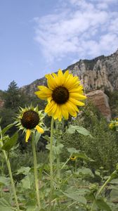 Preview wallpaper sunflowers, flowers, petals, mountains