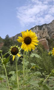 Preview wallpaper sunflowers, flowers, petals, mountains