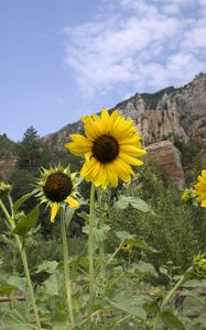 Preview wallpaper sunflowers, flowers, petals, mountains