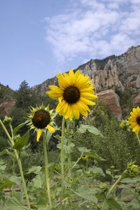 Preview wallpaper sunflowers, flowers, petals, mountains