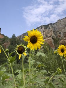 Preview wallpaper sunflowers, flowers, petals, mountains