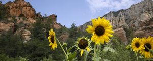 Preview wallpaper sunflowers, flowers, petals, mountains