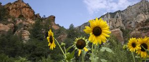 Preview wallpaper sunflowers, flowers, petals, mountains