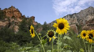 Preview wallpaper sunflowers, flowers, petals, mountains