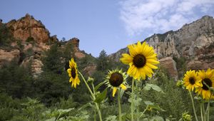 Preview wallpaper sunflowers, flowers, petals, mountains