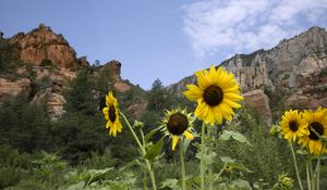 Preview wallpaper sunflowers, flowers, petals, mountains