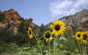 Preview wallpaper sunflowers, flowers, petals, mountains