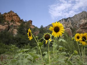 Preview wallpaper sunflowers, flowers, petals, mountains