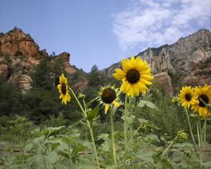 Preview wallpaper sunflowers, flowers, petals, mountains