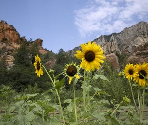 Preview wallpaper sunflowers, flowers, petals, mountains