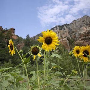 Preview wallpaper sunflowers, flowers, petals, mountains