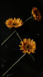 Preview wallpaper sunflowers, flowers, petals, black