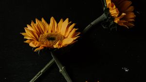 Preview wallpaper sunflowers, flowers, petals, black