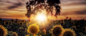 Preview wallpaper sunflowers, flowers, petals, rays, sun