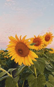 Preview wallpaper sunflowers, flowers, petals, yellow, field