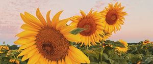 Preview wallpaper sunflowers, flowers, petals, yellow, field