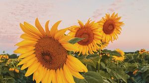 Preview wallpaper sunflowers, flowers, petals, yellow, field