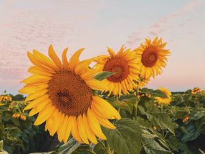 Preview wallpaper sunflowers, flowers, petals, yellow, field