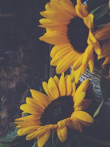 Preview wallpaper sunflowers, flowers, petals, vase, yellow