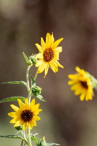 Preview wallpaper sunflowers, flowers, petals, macro