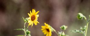 Preview wallpaper sunflowers, flowers, petals, macro