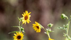 Preview wallpaper sunflowers, flowers, petals, macro