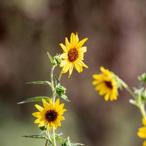 Preview wallpaper sunflowers, flowers, petals, macro