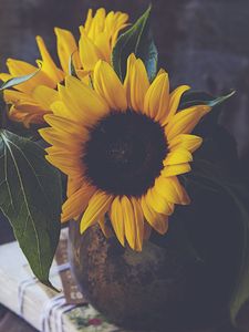 Preview wallpaper sunflowers, flowers, petals, vase, yellow, aesthetics