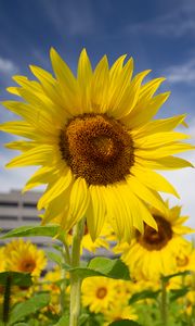 Preview wallpaper sunflowers, flowers, petals, field, yellow